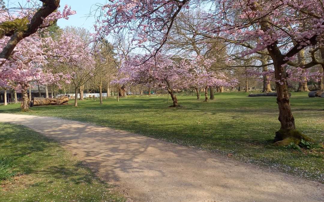 A further photo by Mike (March 24, 2025) of Bushy Park in the London Borough of Richmond upon Thames. Music: Patrick Hadley’s The Trees so High; Vernon Handley’s Lyrita recording with Thomas Allen.