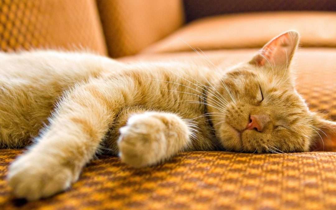 TUESDAY MAY 26: RETURN OF THE CAT…