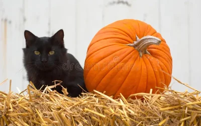 October – Tis the month of harvests & Halloween.